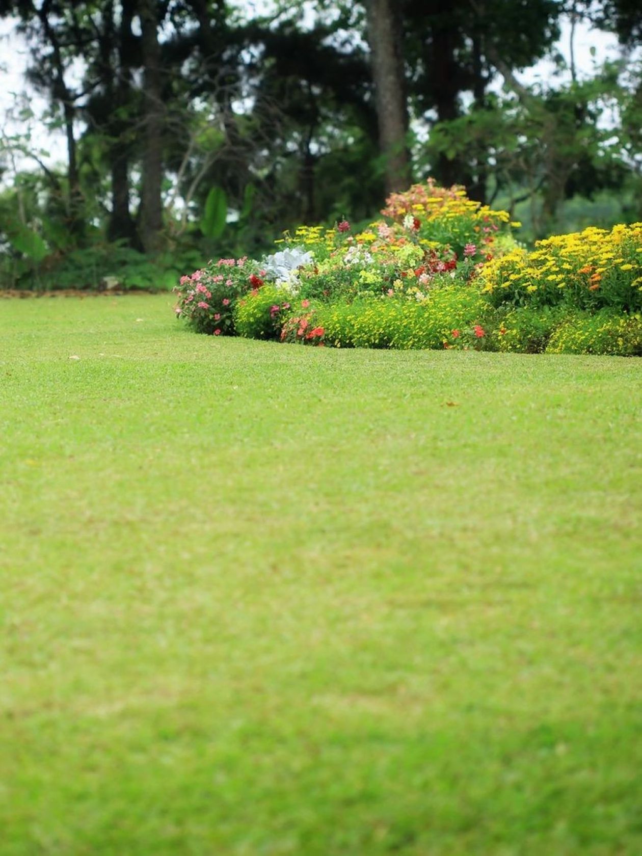 Pielęgnacja zieleni