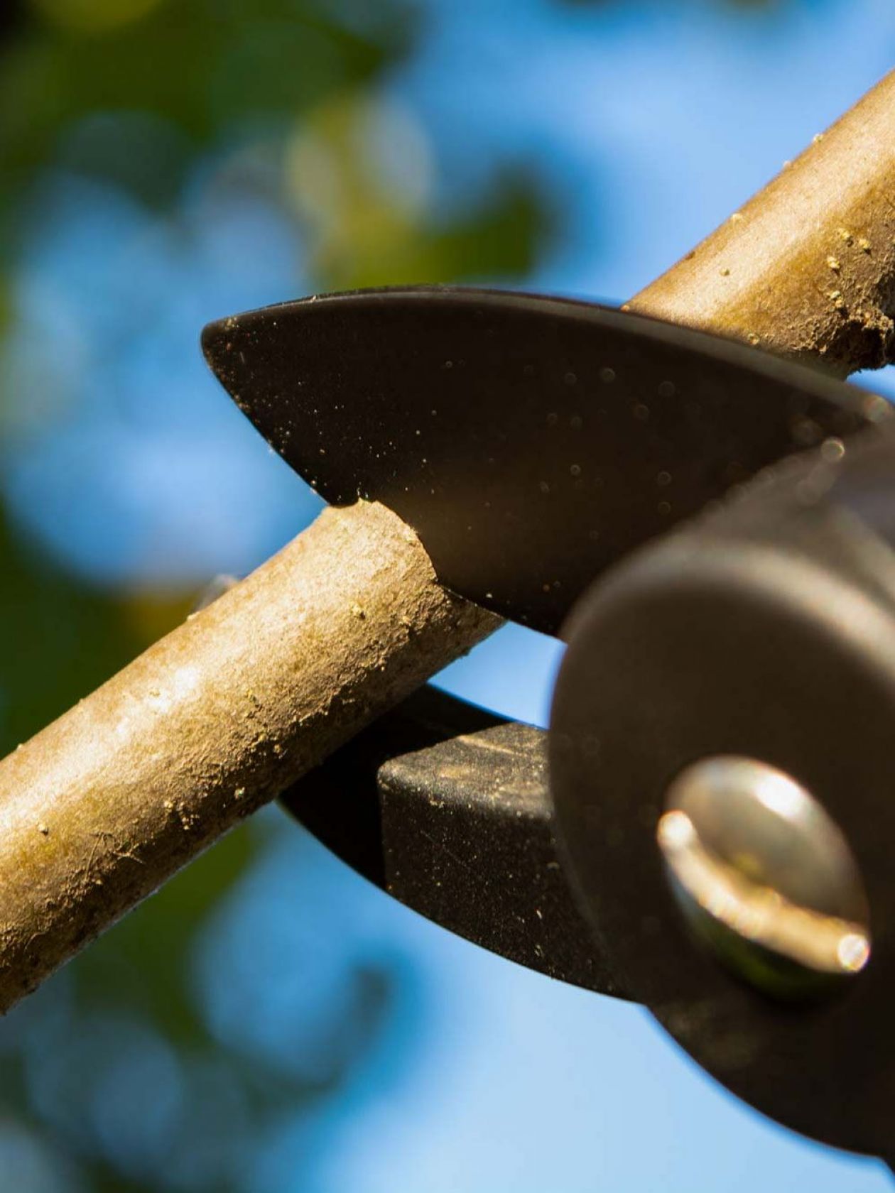 Przycinanie krzewów